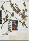 Foto von Salix myrsinifolia Salisb. x Salix retusa L.